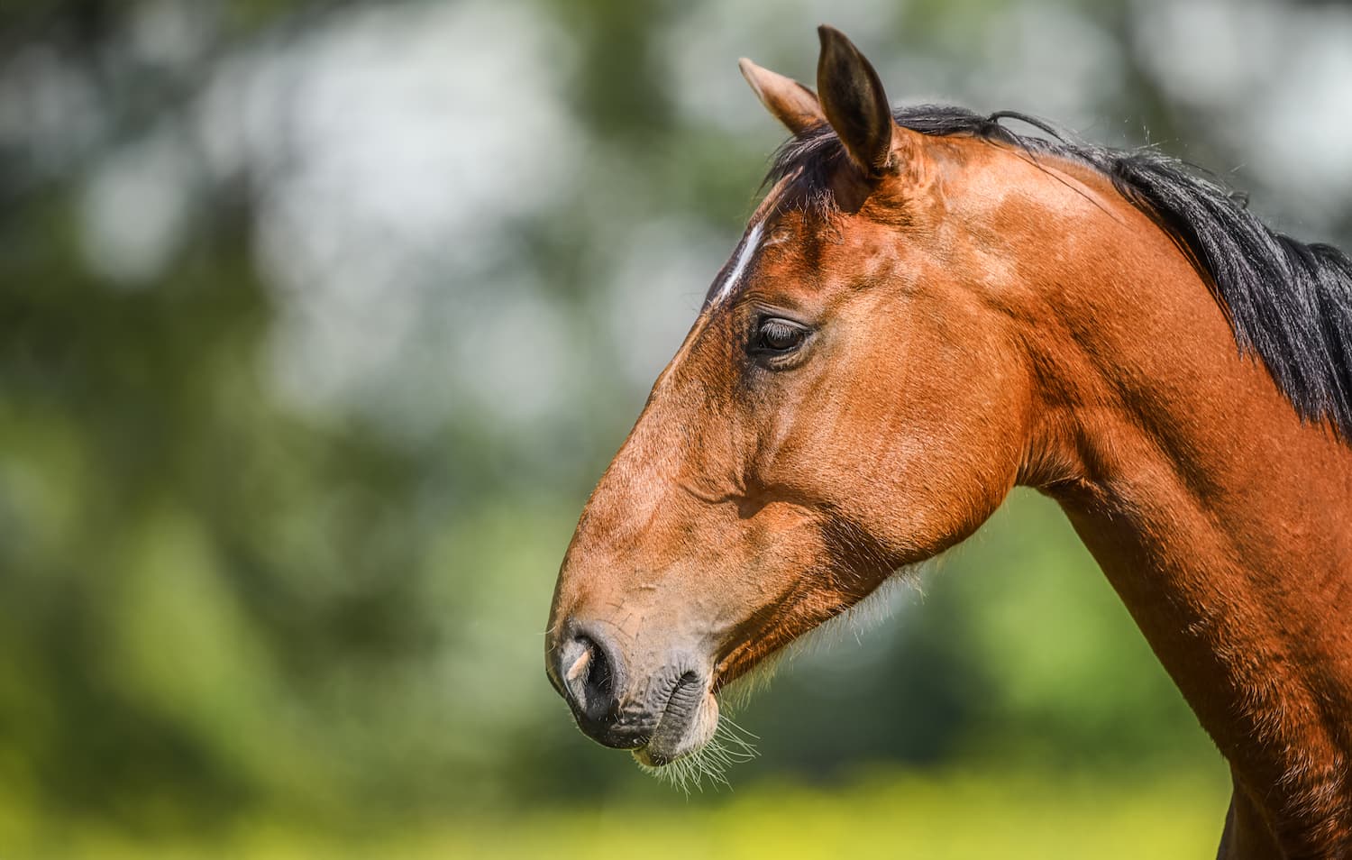 brown-horse-portrait-on-nature-background-2024-12-05-19-01-43-utc.jpg